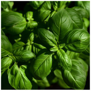 Basilic