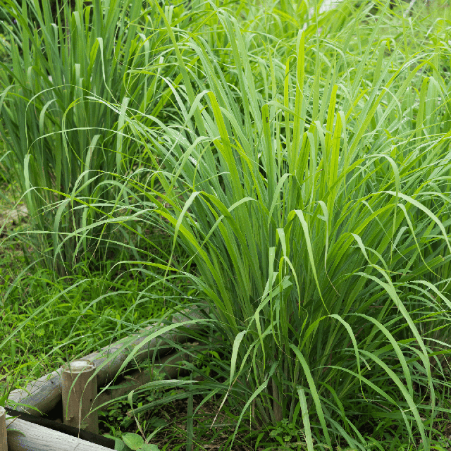 Citronnelle