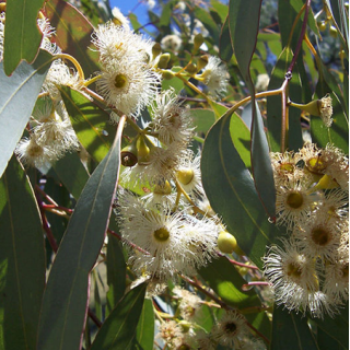 Eucalyptus