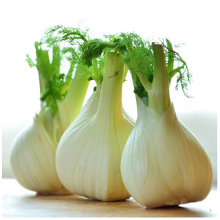Fenouil