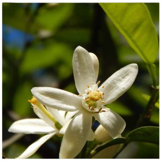 Fleur d'oranger