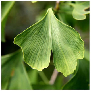 Ginkgo Biloba