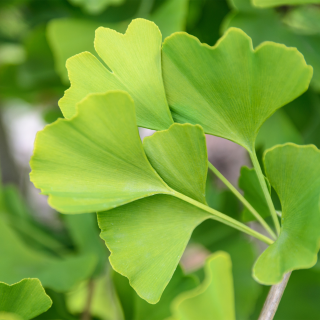 Ginkgo Biloba