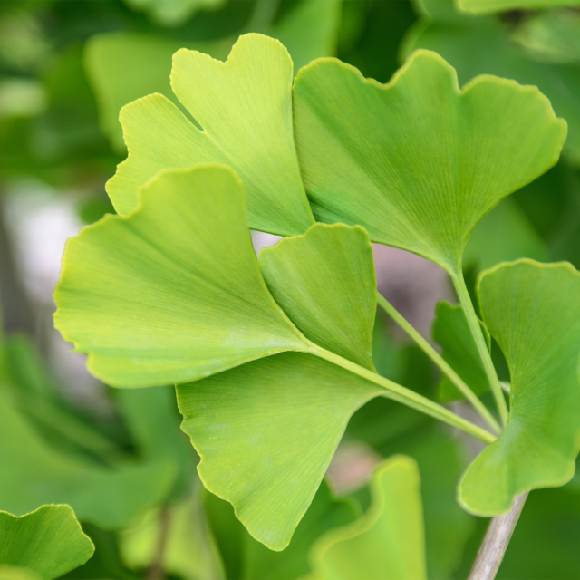 Ginkgo Biloba
