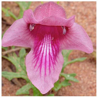 Harpagophytum