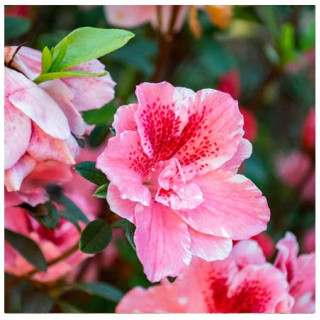 Hibiscus