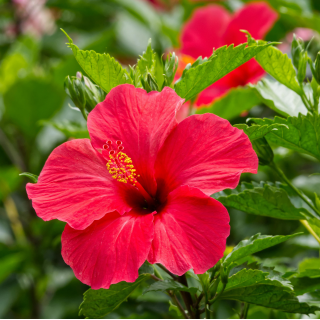 Hibiscus