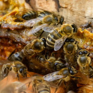 La propolis verte