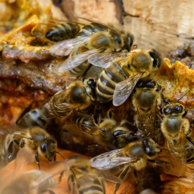 La propolis verte