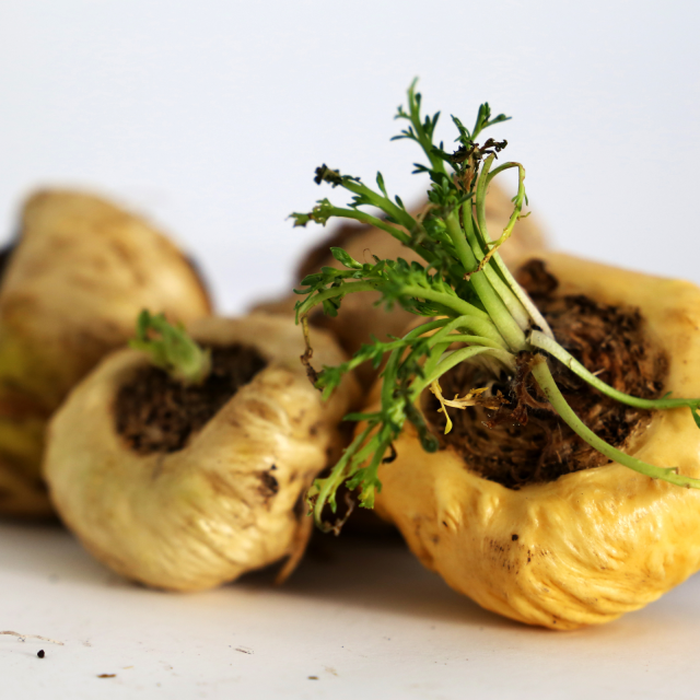 Maca