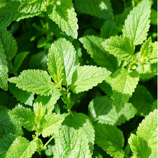 Menthe poivrée