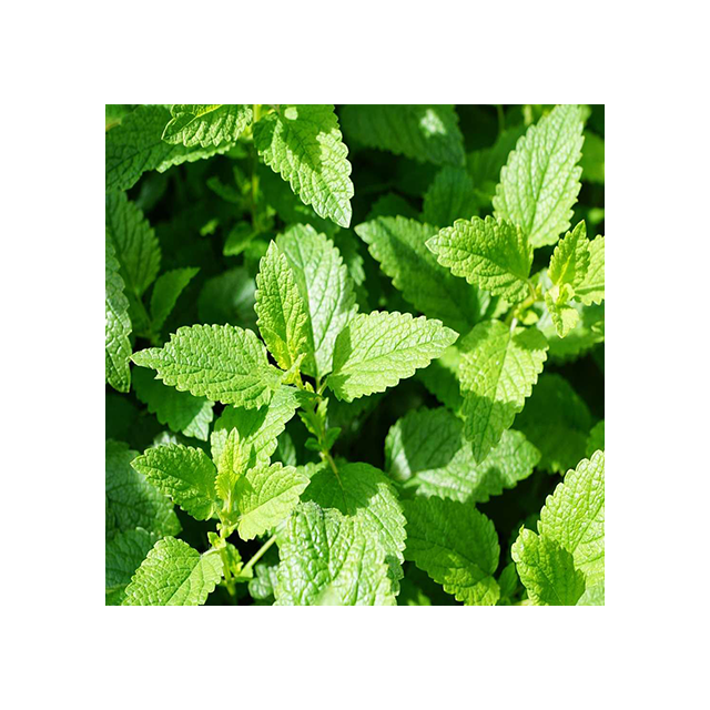 Menthe poivrée