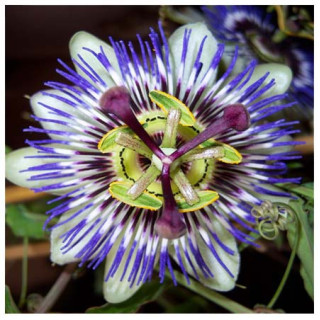 Passiflore
