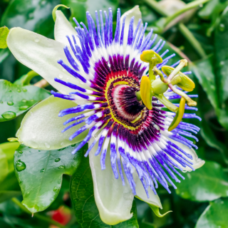 Passiflore
