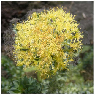 Rhodiola