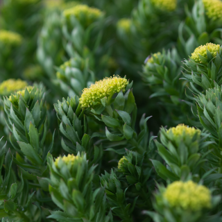 Rhodiola