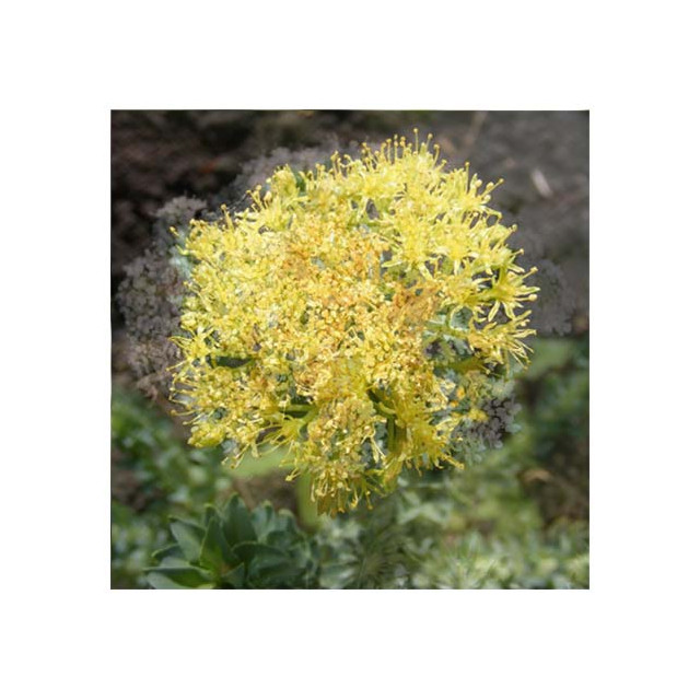 Rhodiola