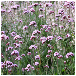 Verveine