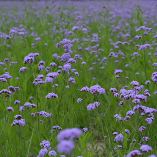 Verveine