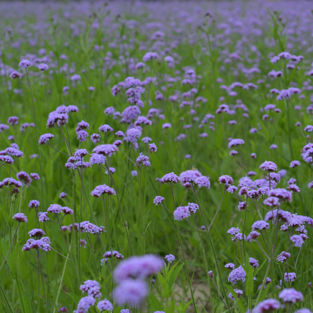 Verveine