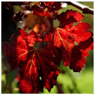 Vigne Rouge