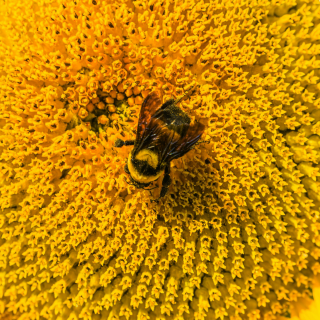 le pollen