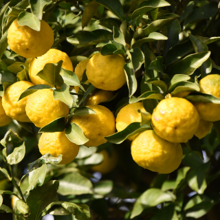 Yuzu