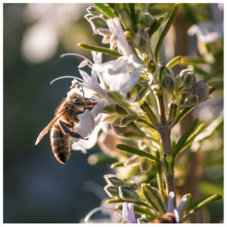 Venin d'abeille