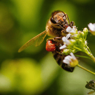 Venin d'abeille