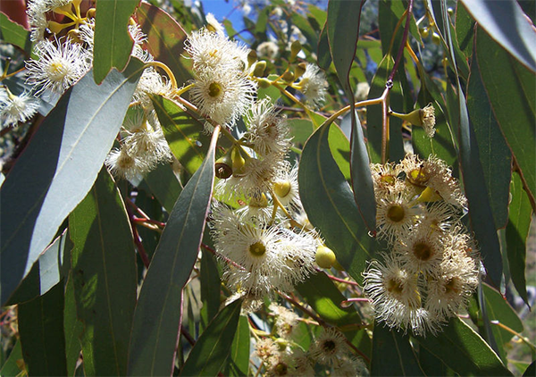 feuilles eucalyptus