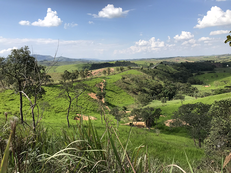 paysage propolis verte Bresil - Famille Mary