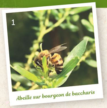 abeille sur bourgeon de baccharis