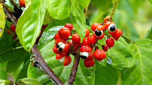 guarana