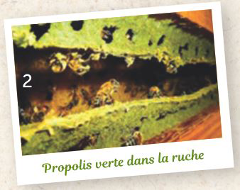 propolis verte dans la ruche - Famille Mary