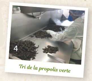 tri de la propolis verte