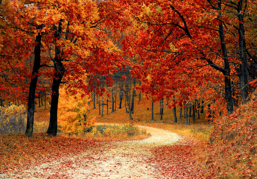 Le grand nettoyage d'automne
