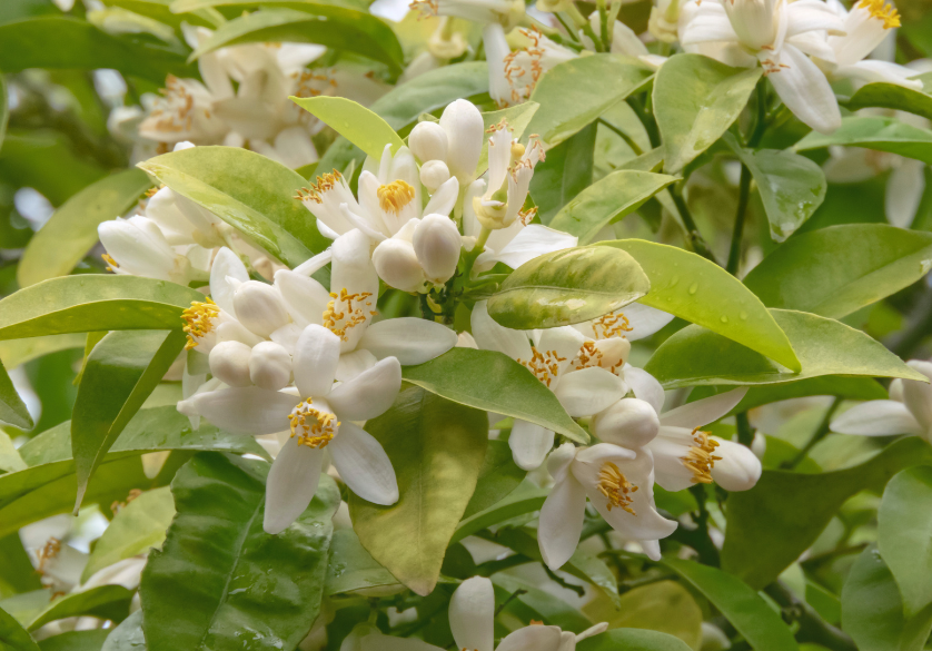 Le miel de fleurs d'agrumes : détonnant