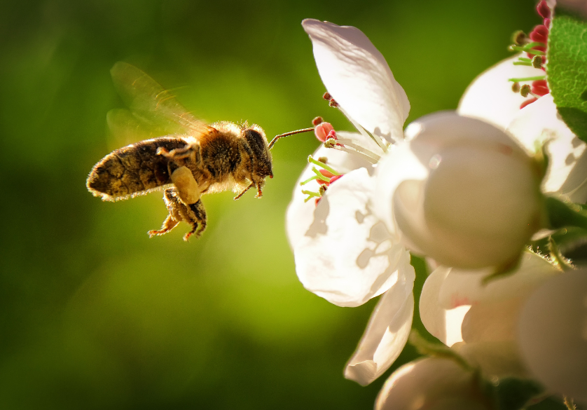 Le miel, de la fleur aux papilles (vidéo)