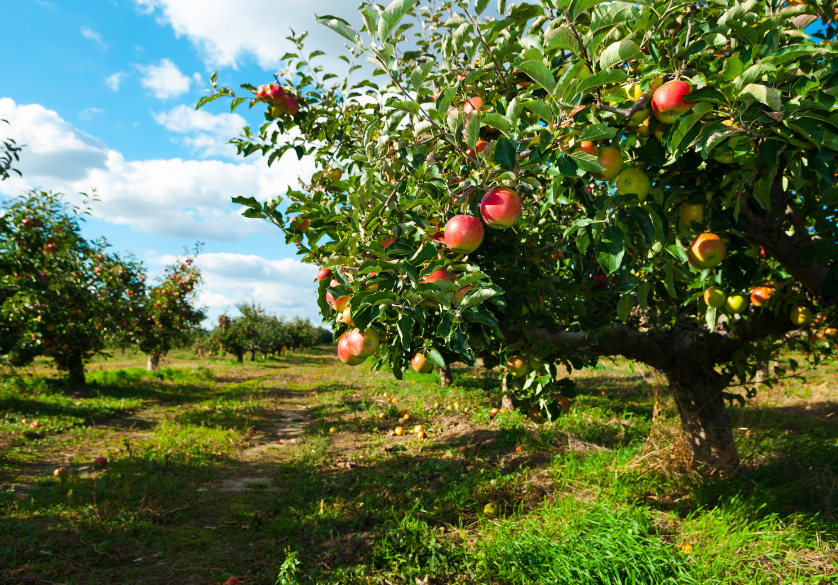 Le miel de pommier, crémeux et intense