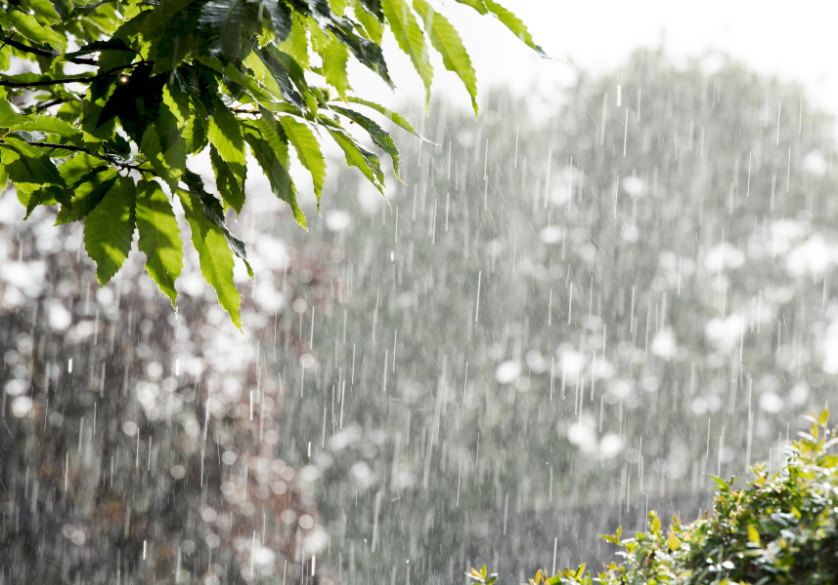 La météo dérègle les abeilles