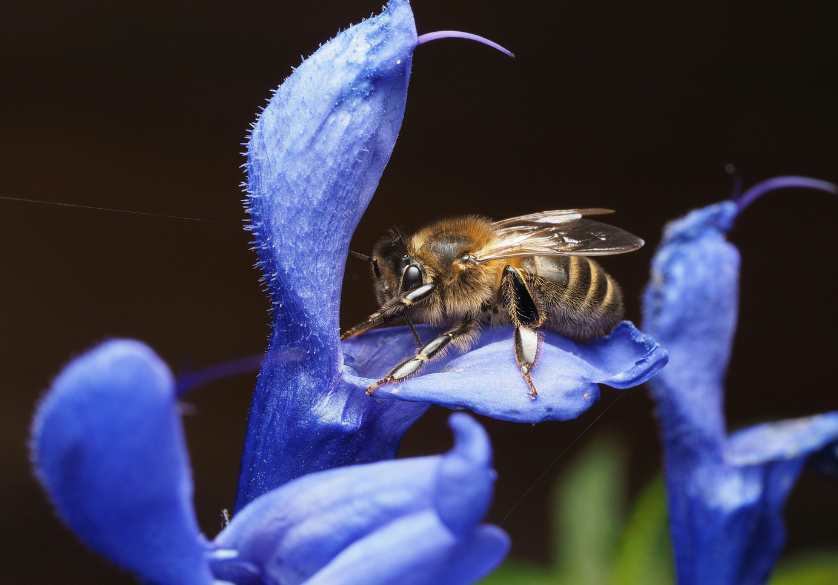 En Alsace, les abeilles font du miel bleu !