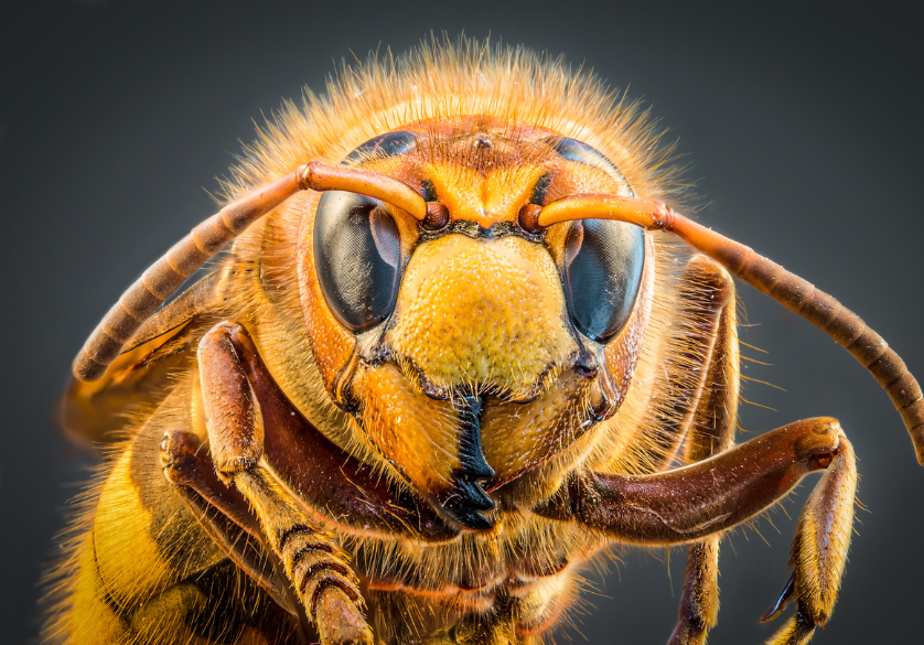 Les cinq sens des abeilles : la vue