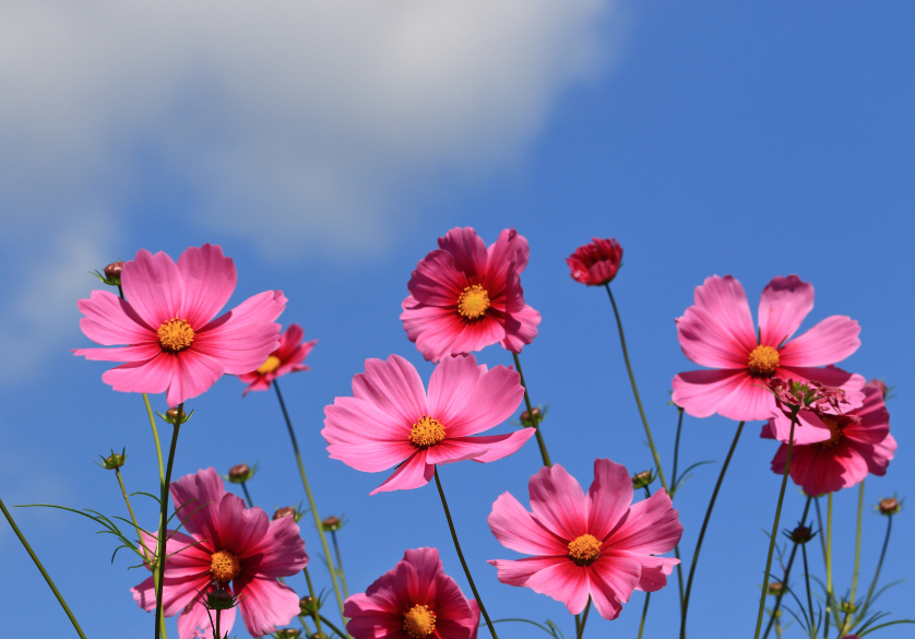 Les fleurs parlent aux abeilles