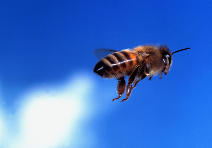 Les cinq sens de l'abeille : l'ouïe