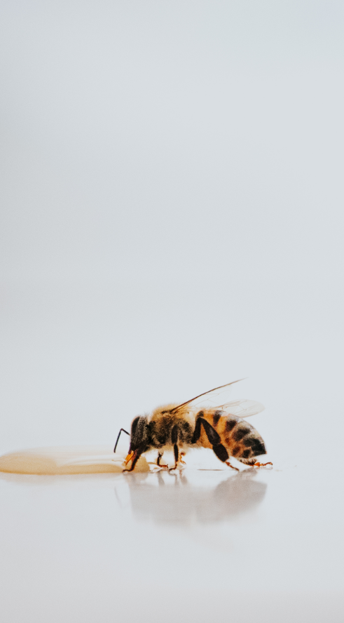 Des abeilles s'installent dans les jardins de Matignon