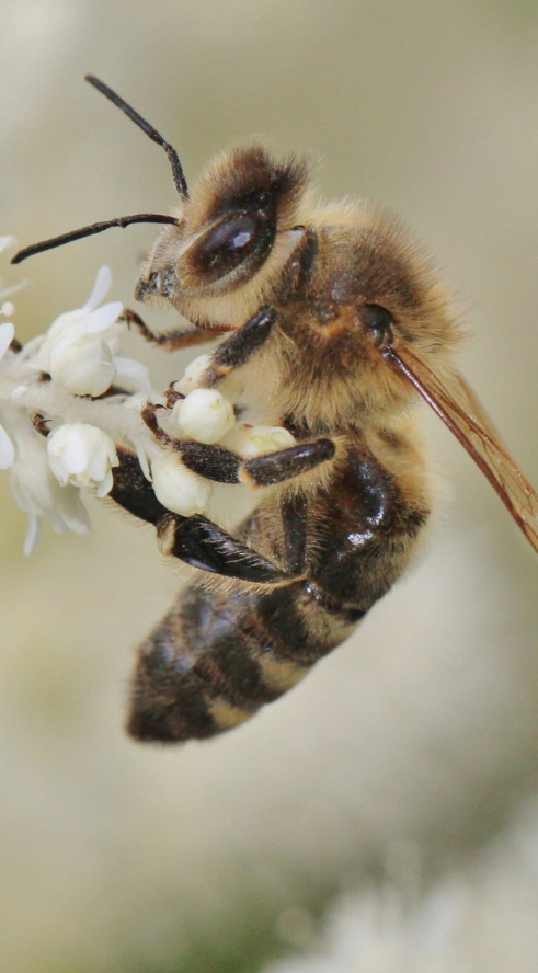 Les abeilles, moins gourmandes que les guêpes