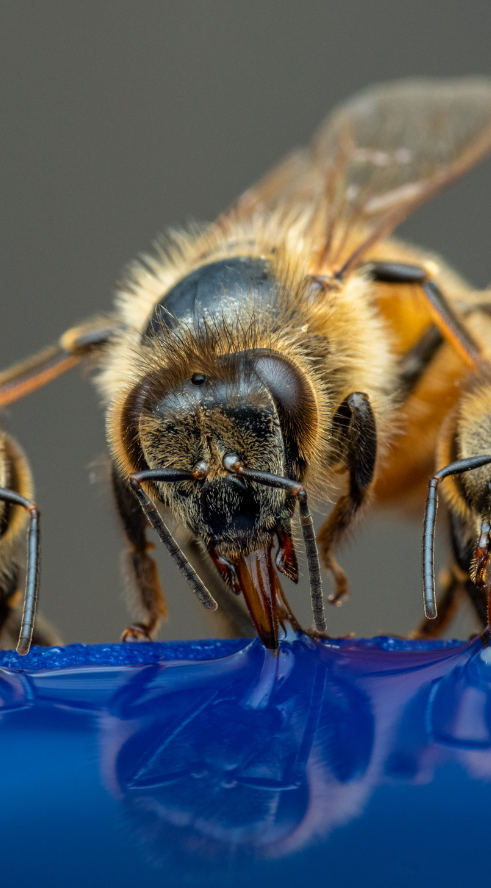 Les abeilles boivent beaucoup d'eau
