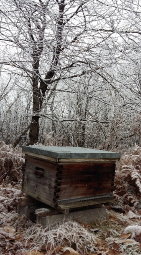 L'abeille d'hiver n'est pas la même