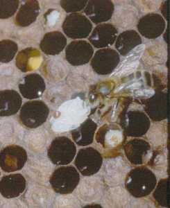 Une colonie résistante au varroa destructor