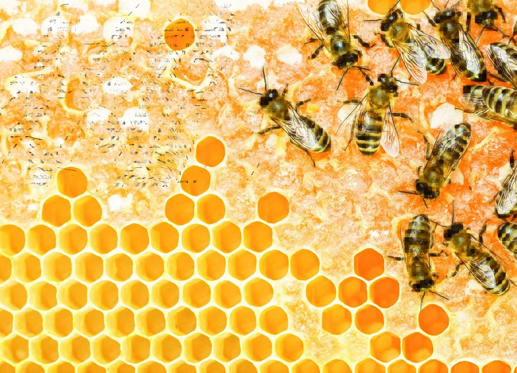Comment les abeilles font leur miel ?